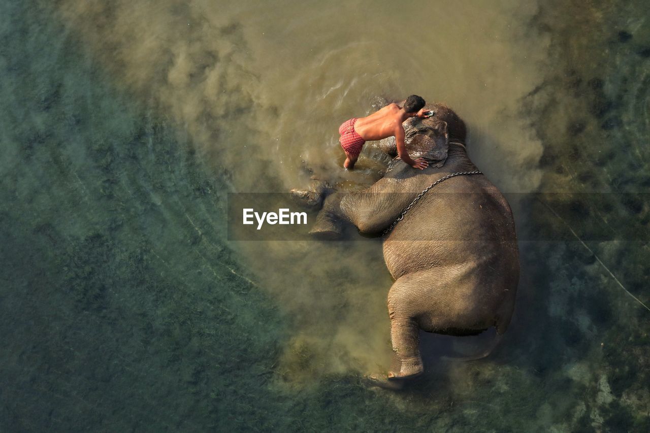 High angle view of elephant taking bath in water with human 