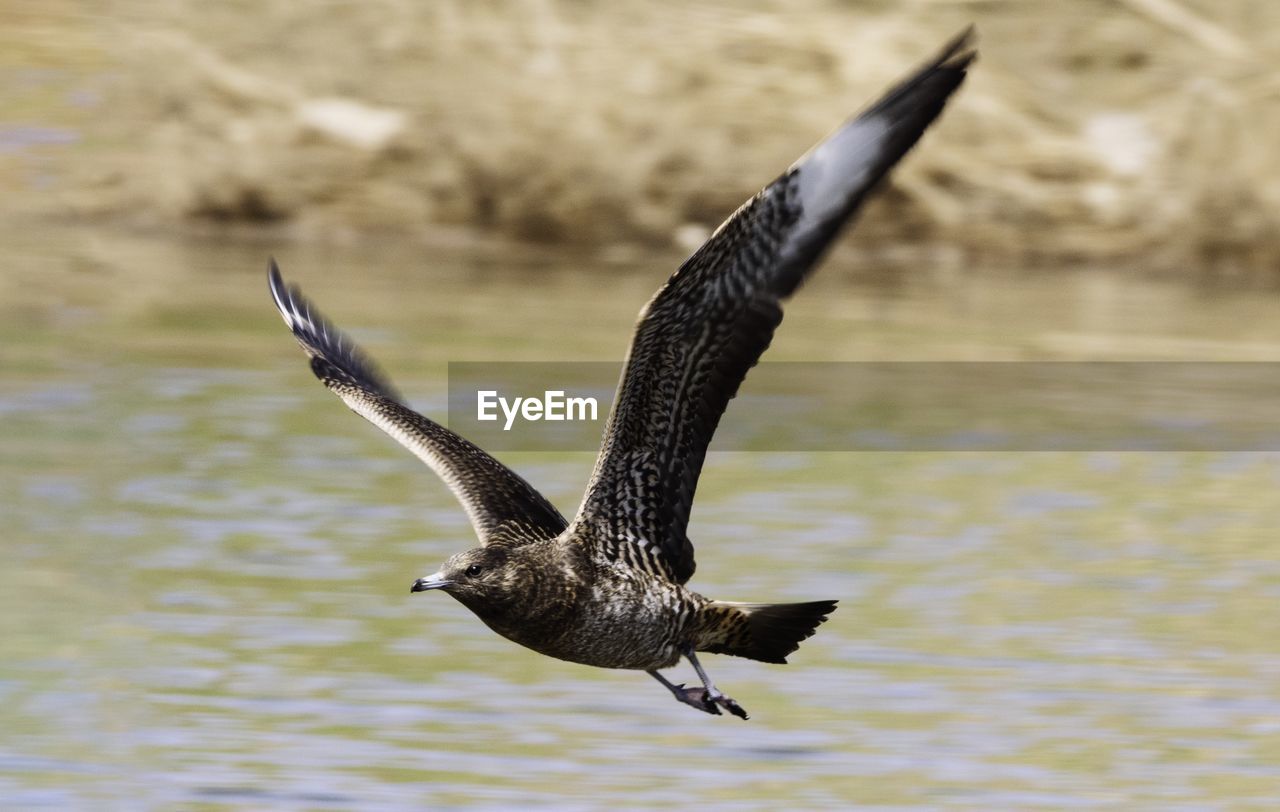 BIRD FLYING ABOVE LAKE