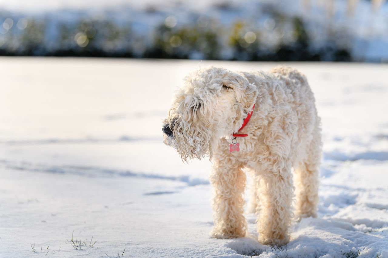 Dog running on snow