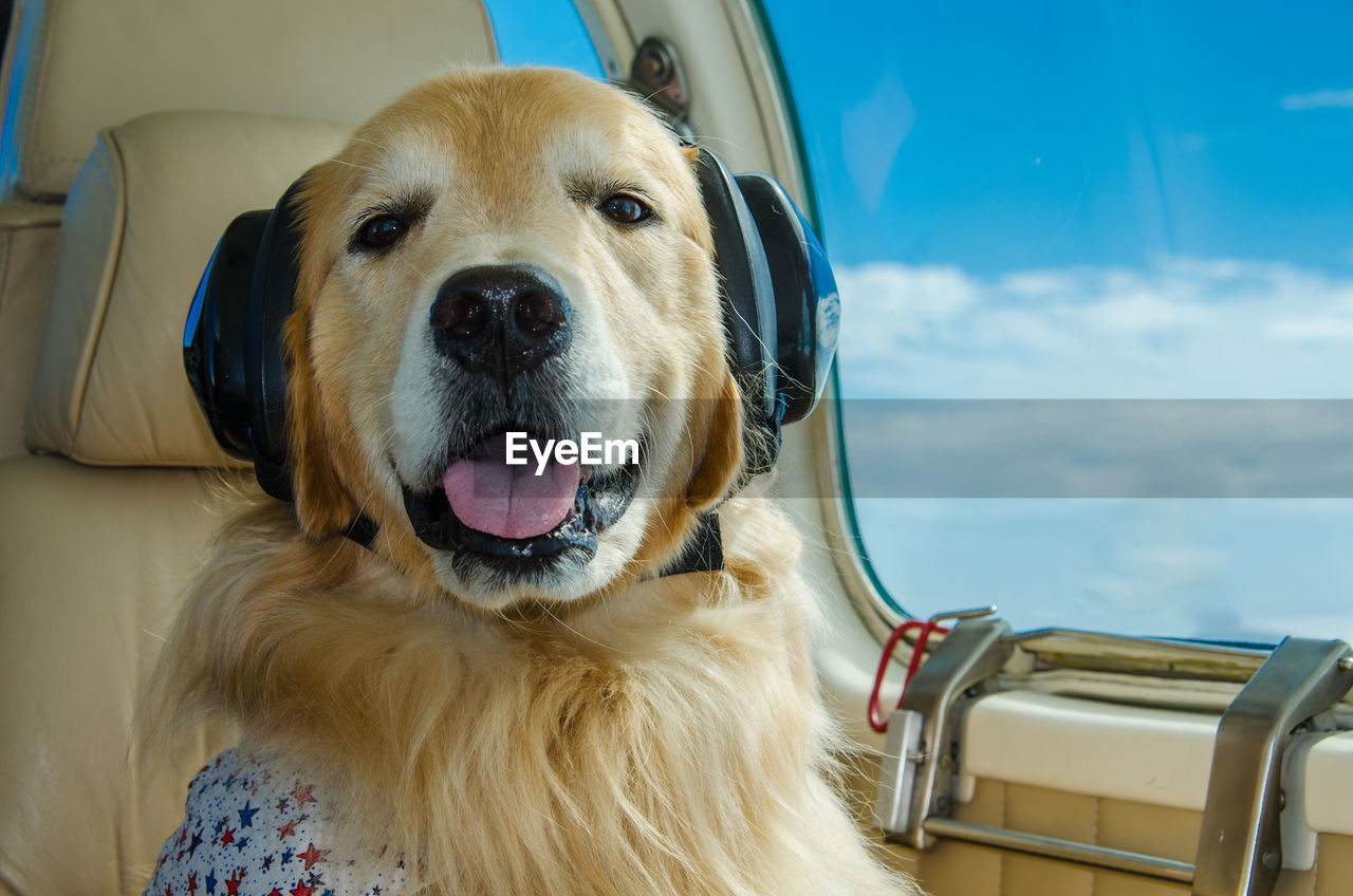 CLOSE-UP PORTRAIT OF DOG AT CAR