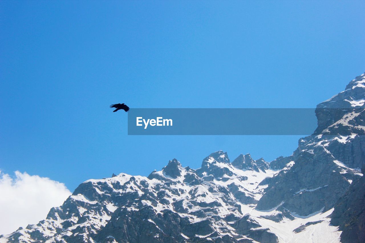 Low angle view of bird flying over snowcapped mountains against clear blue sky