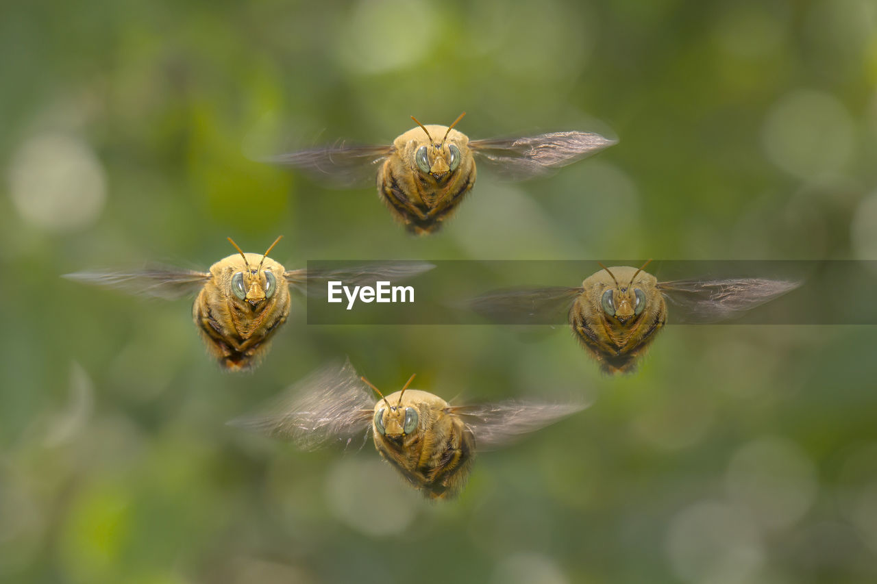 Unique digital manipulation of four bumblebees flying in a diamond formation facing the camera