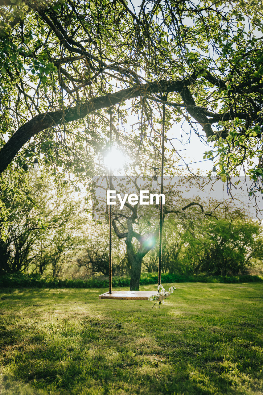 Trees in park against bright sun