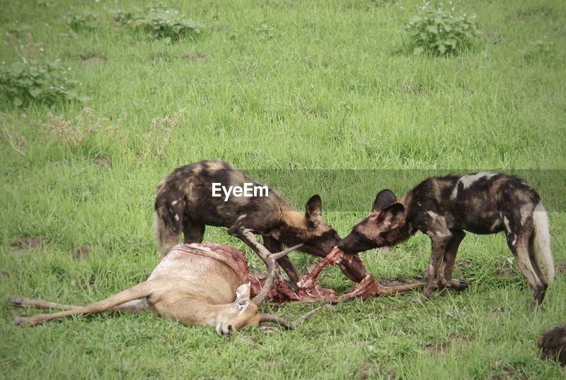 Why Dogs Eat Dead Animals