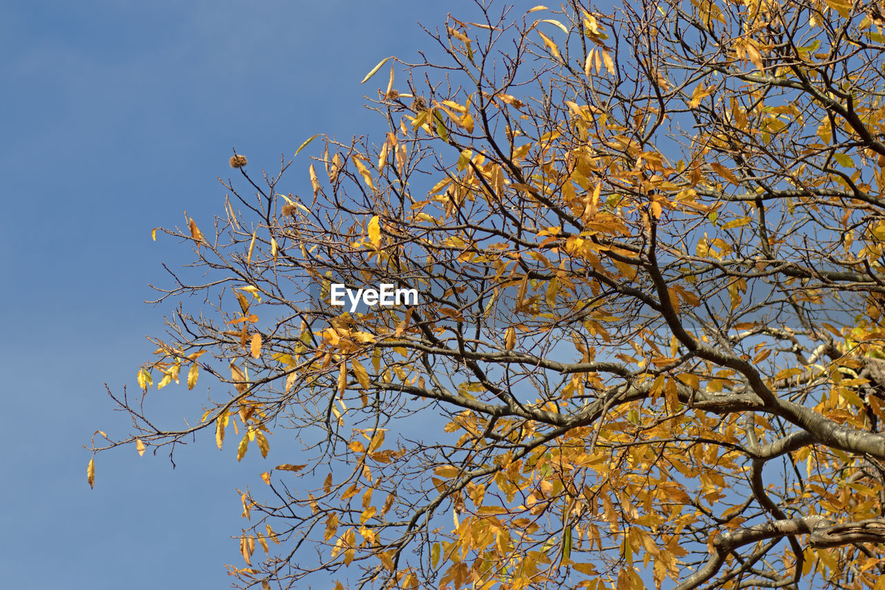 tree, plant, sky, branch, low angle view, nature, blue, no people, autumn, beauty in nature, clear sky, flower, leaf, day, outdoors, growth, bare tree, sunlight, tranquility