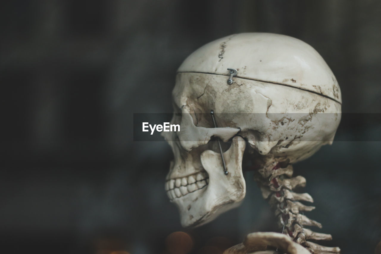 Close-up of human skull
