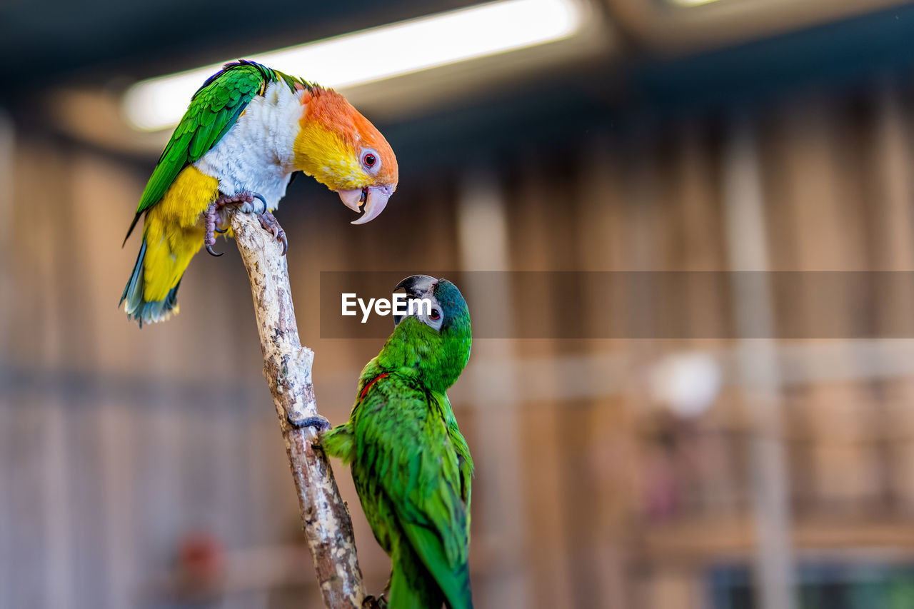 2 Arguing Carolina Parakeet Parrots On Perch With On Eyeem