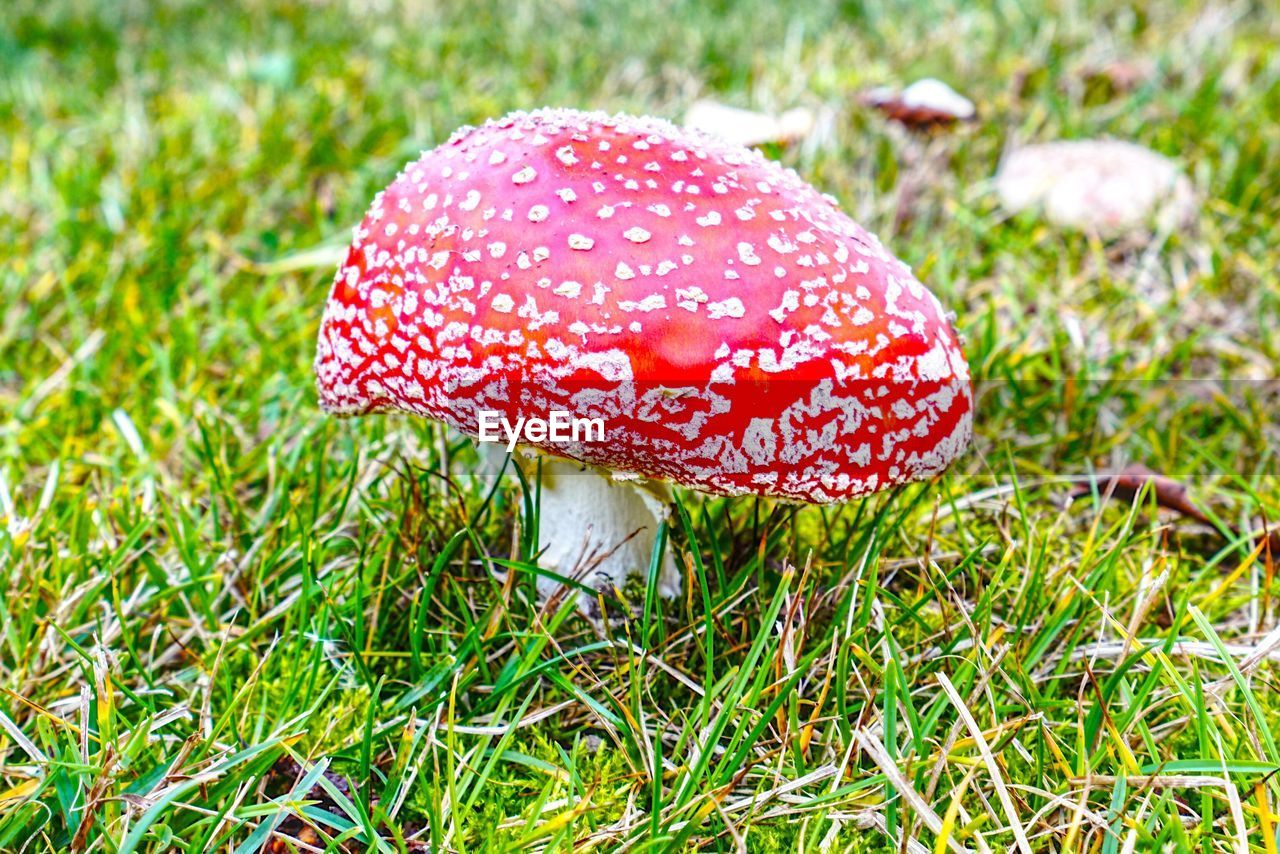 Close-up of fly agaric mushroom on grass