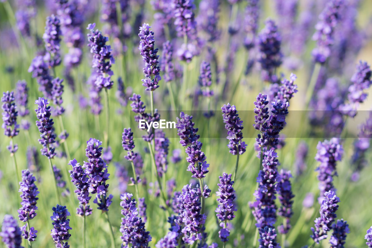 CLOSE-UP OF LAVENDER FLOWERS BLOOMING IN FIELD