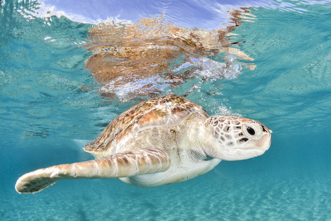 Green turtle near surface