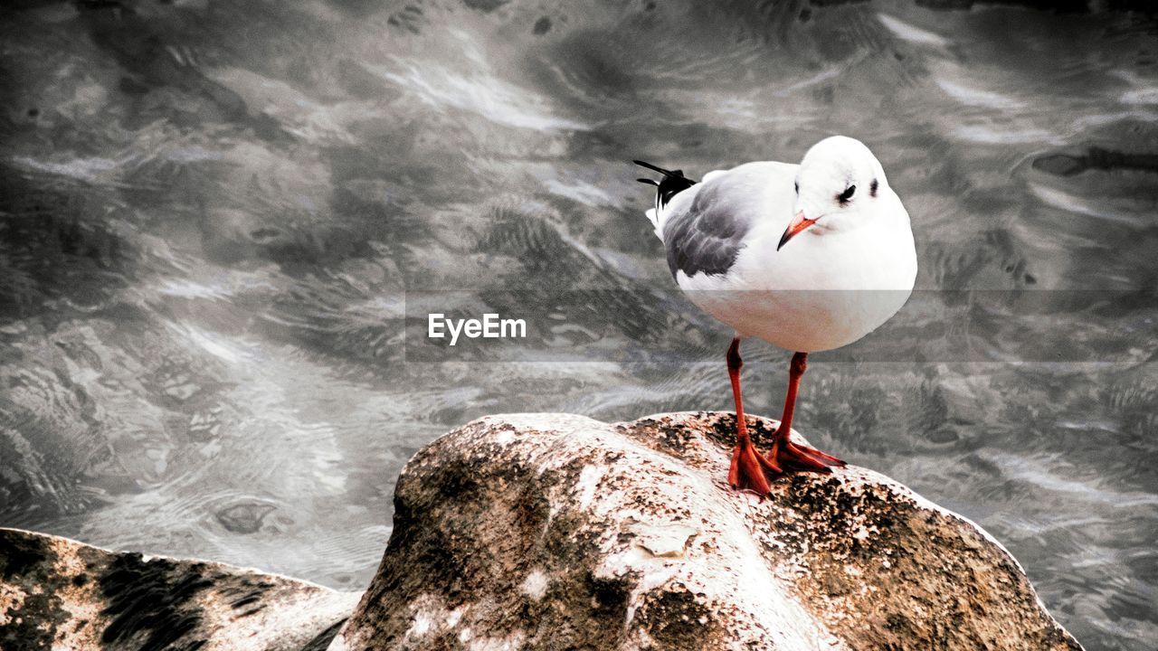 High angle view of seagull perching on rock at sea shore