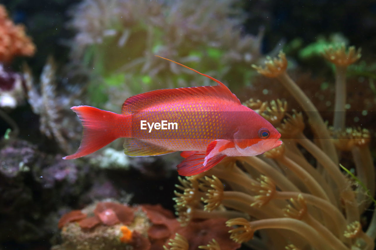 Fish swimming in sea