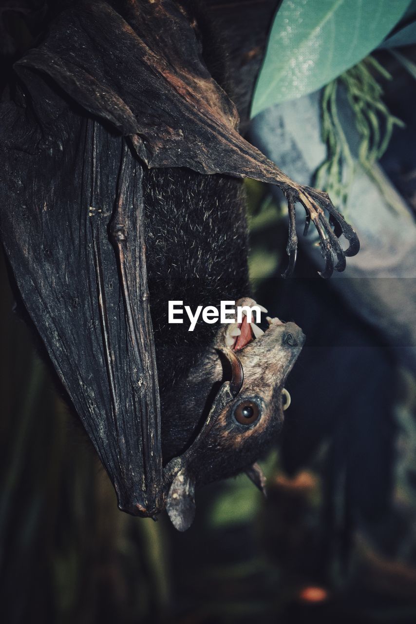 Close-up of bat hanging on a tree
