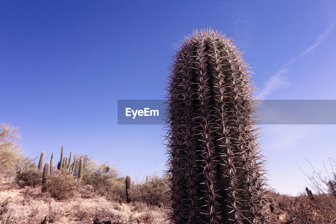 CACTUS GROWING ON FIELD AGAINST CLEAR SKY