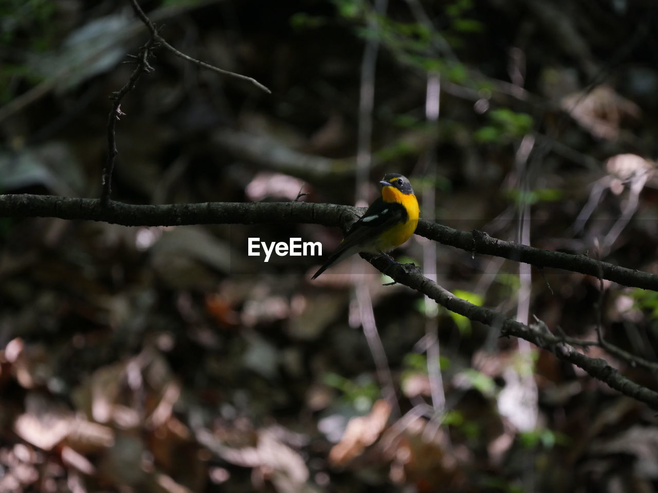 BIRD PERCHING ON BRANCH