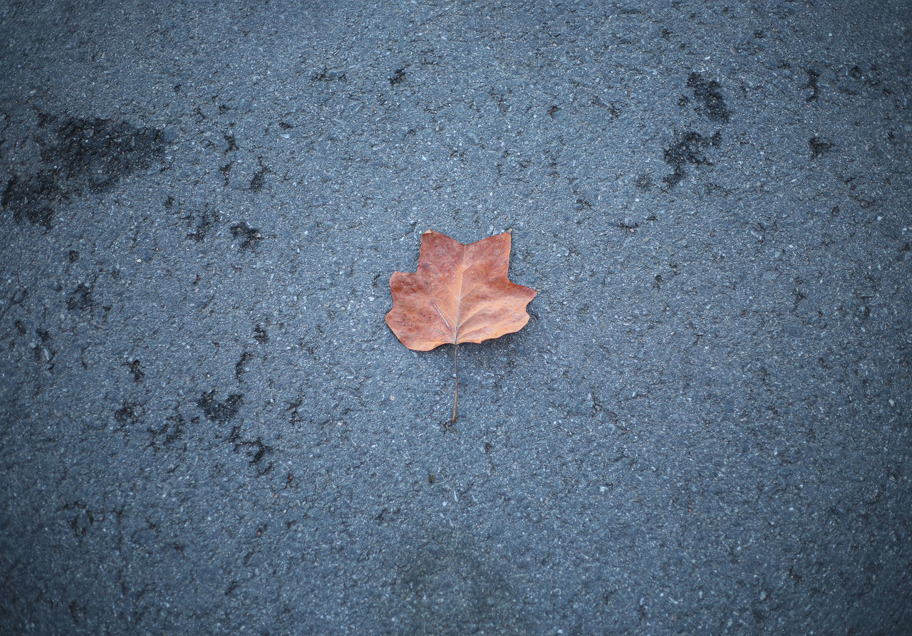 HIGH ANGLE VIEW OF MAPLE LEAVES ON STREET