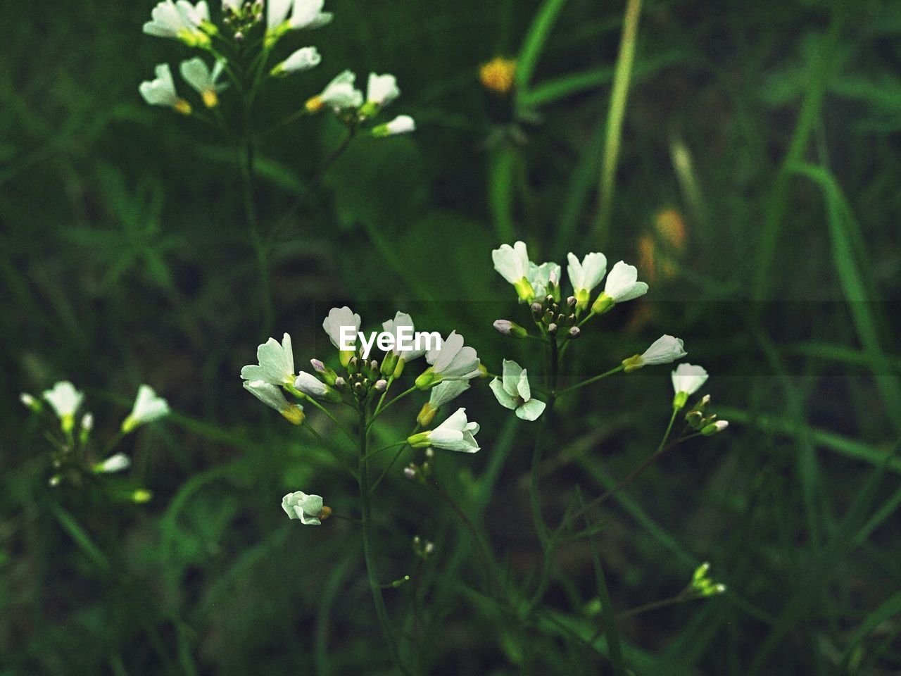 CLOSE-UP OF WHITE FLOWERS BLOOMING IN PLANT