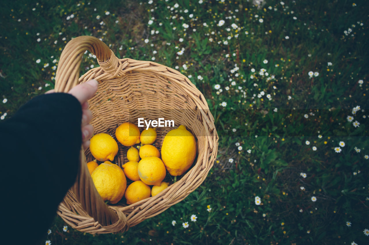 Cropped image of hand holding wicker basket with lemons