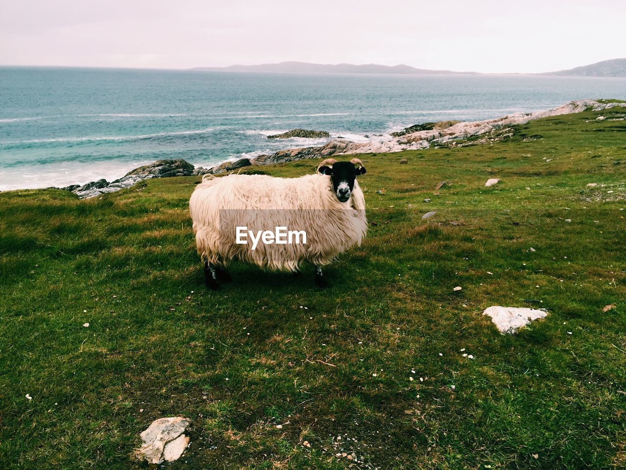 SHEEP ON LANDSCAPE AGAINST SKY