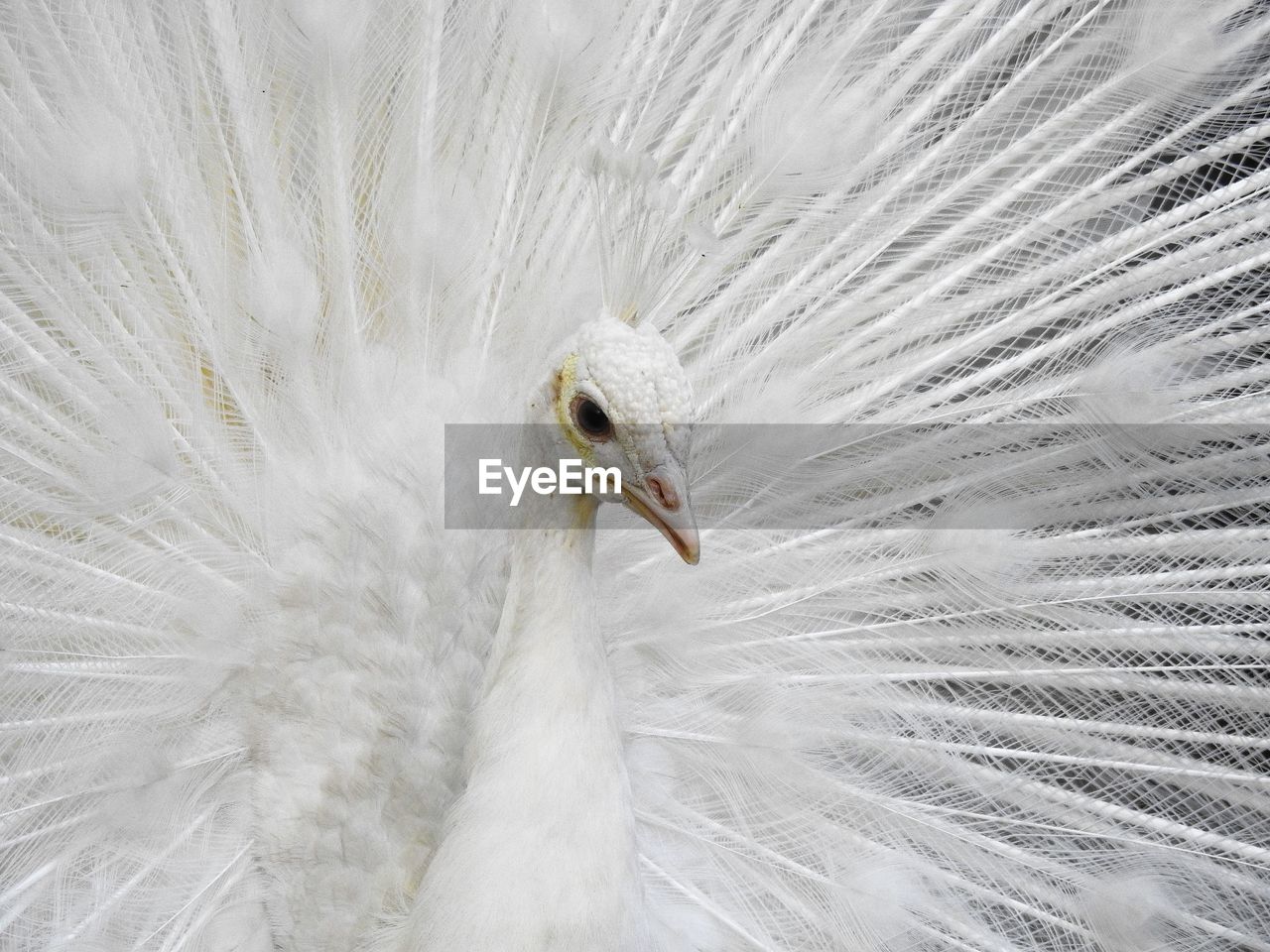 Close-up of white peacock