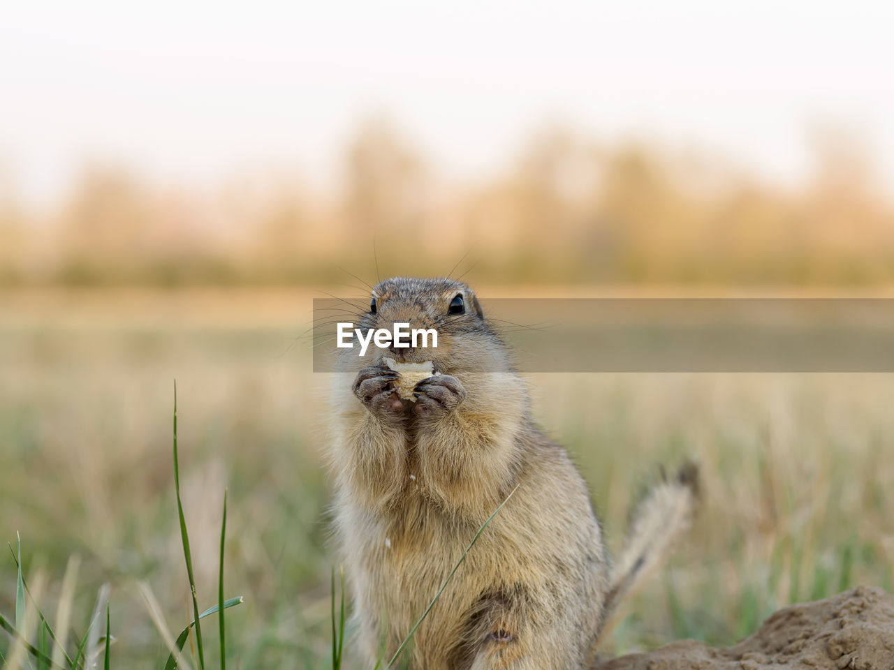 animal, animal themes, animal wildlife, one animal, mammal, wildlife, prairie dog, portrait, whiskers, no people, nature, squirrel, looking at camera, rodent, grass, prairie, outdoors, focus on foreground, day, water, plant, front view