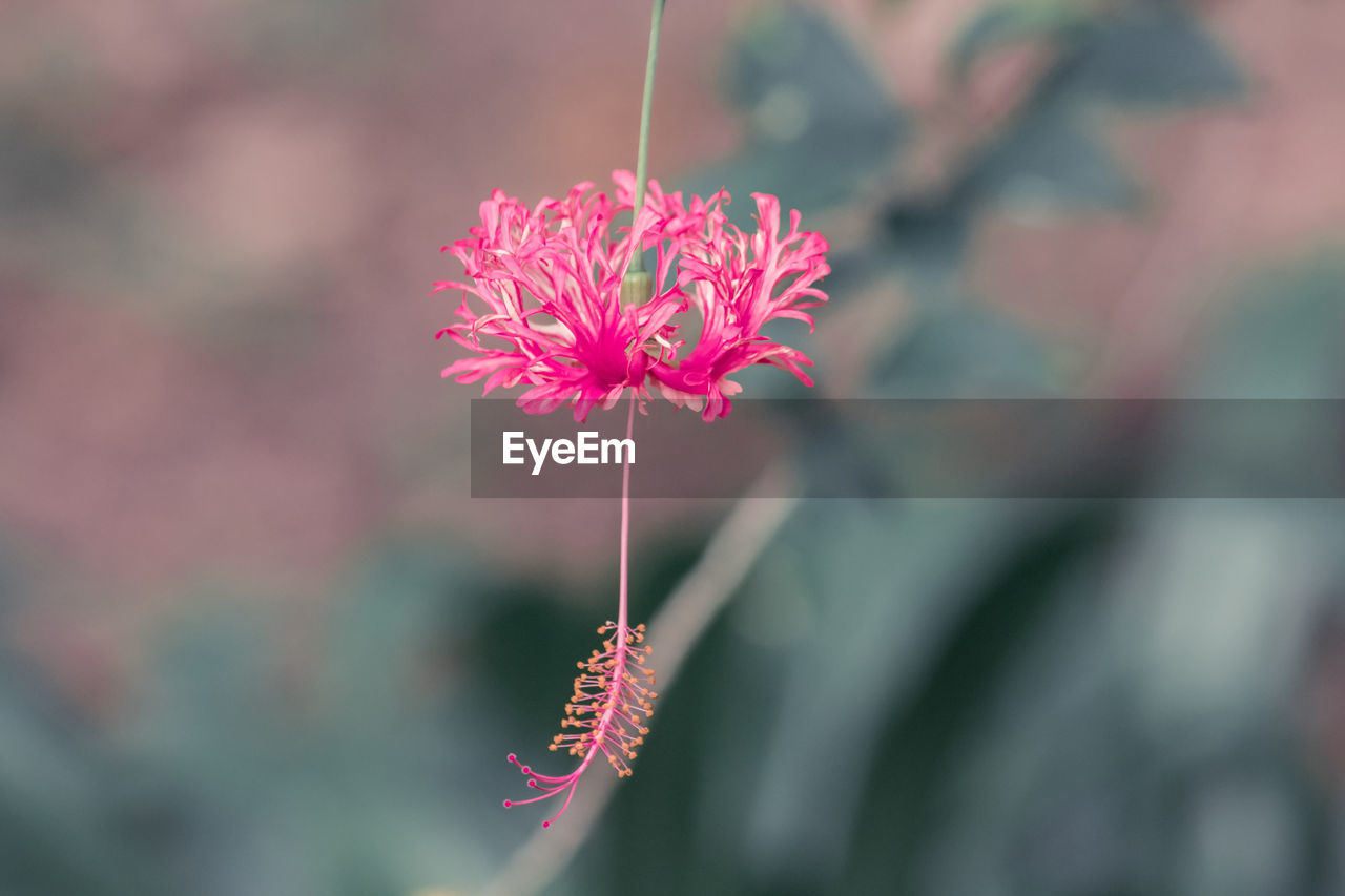flower, flowering plant, plant, beauty in nature, freshness, pink, fragility, nature, close-up, focus on foreground, macro photography, flower head, petal, blossom, growth, inflorescence, no people, leaf, outdoors, selective focus, day, wildflower, magenta, plant stem, botany, springtime, red, pollen