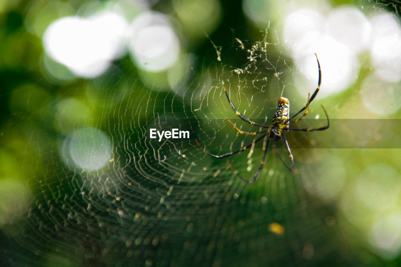 Spider Web Spider Web Nature One Animal Focus On Eyeem