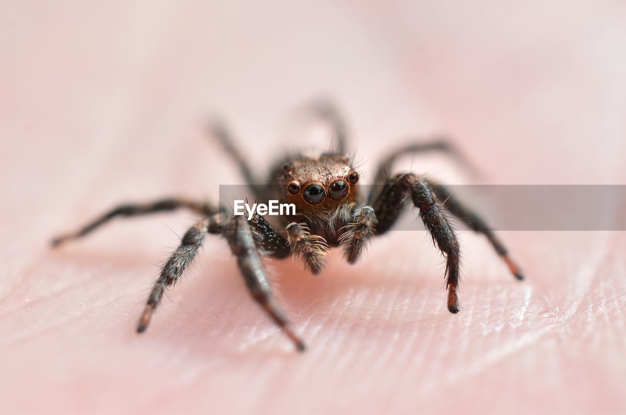 Beautiful Macro With A Small Spider On Hand Animal On Eyeem
