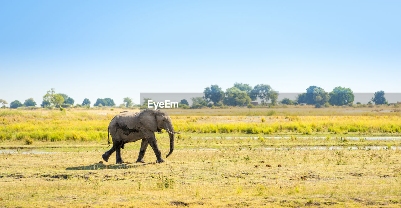 FULL LENGTH OF ELEPHANT ON FIELD
