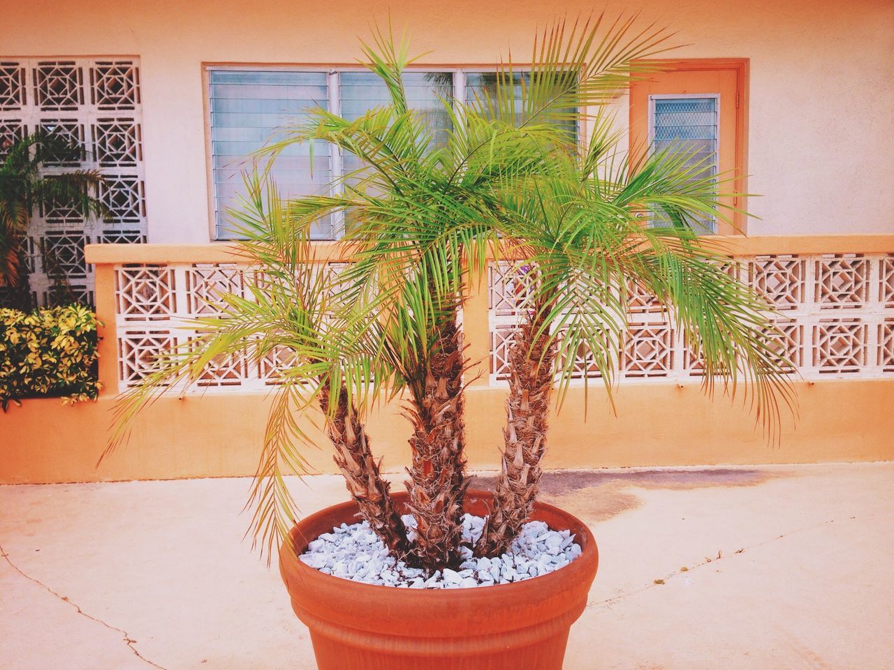 Potted plants on wall ID 63369177
