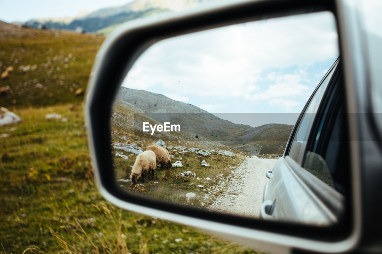 Look at the mirror of the car on a sheep-eating green grass by the gravel-paved road.