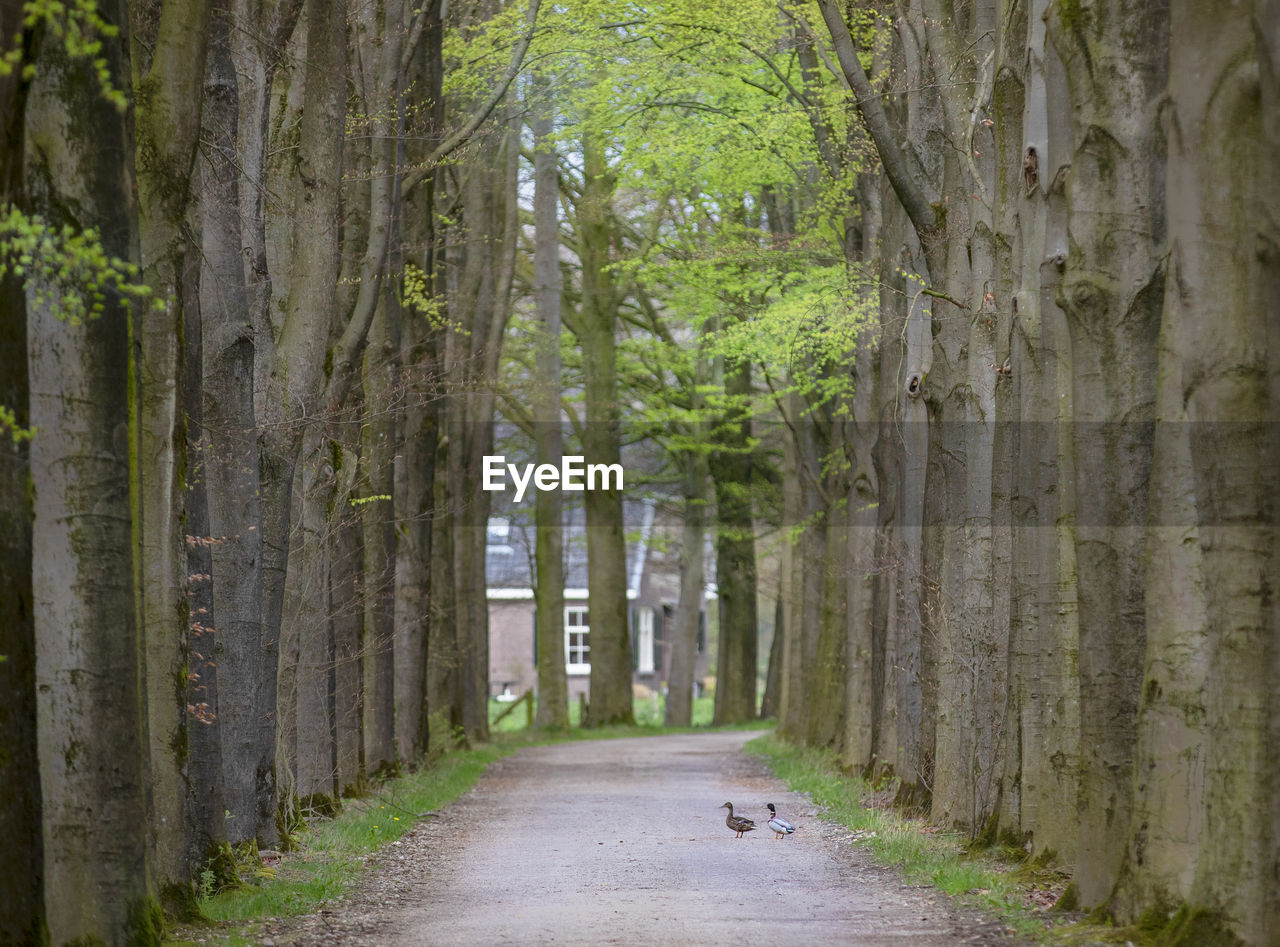 EMPTY ROAD AMIDST TREES IN FOREST