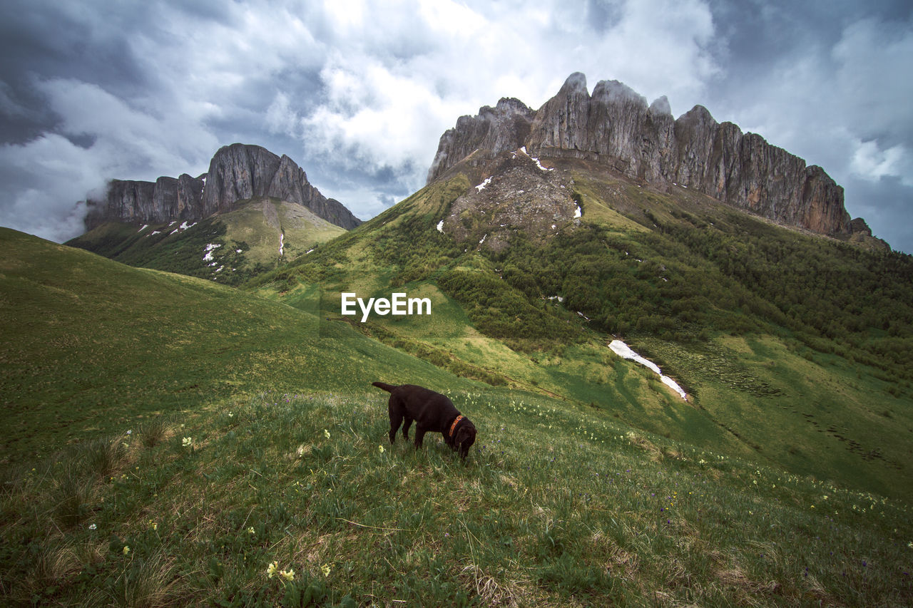 Dog in a field