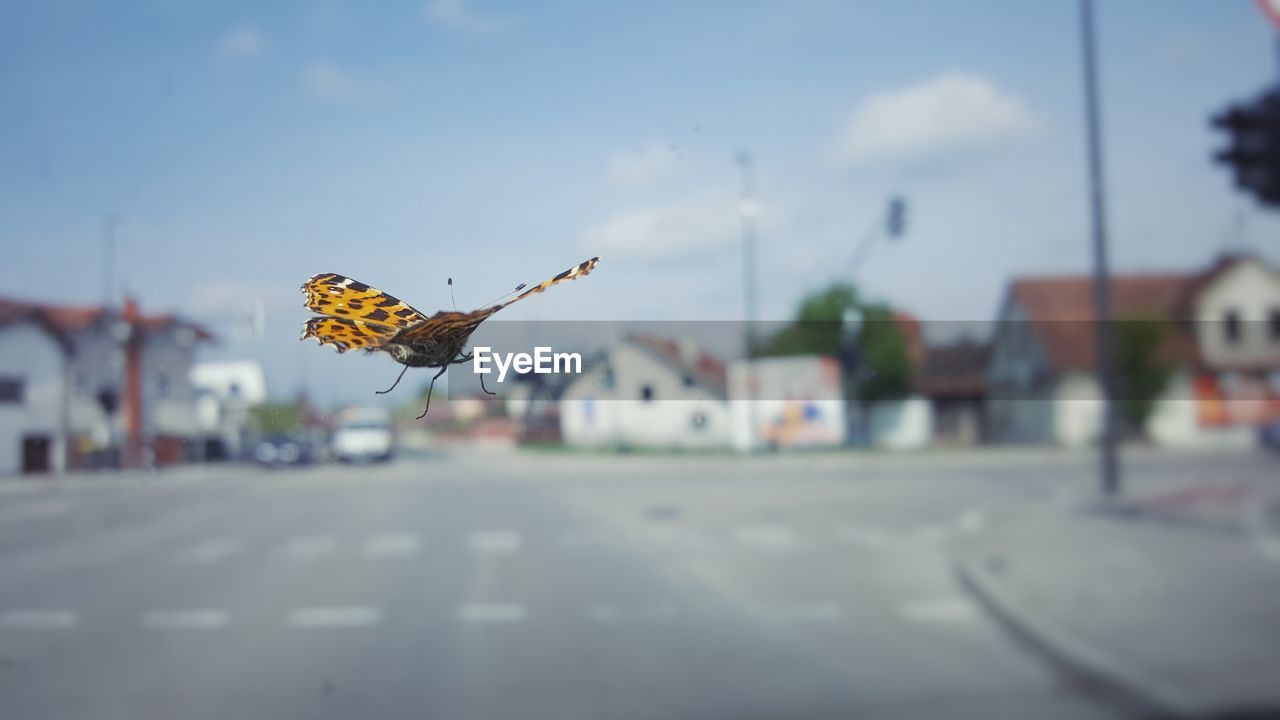 Close-up of butterfly flying over street