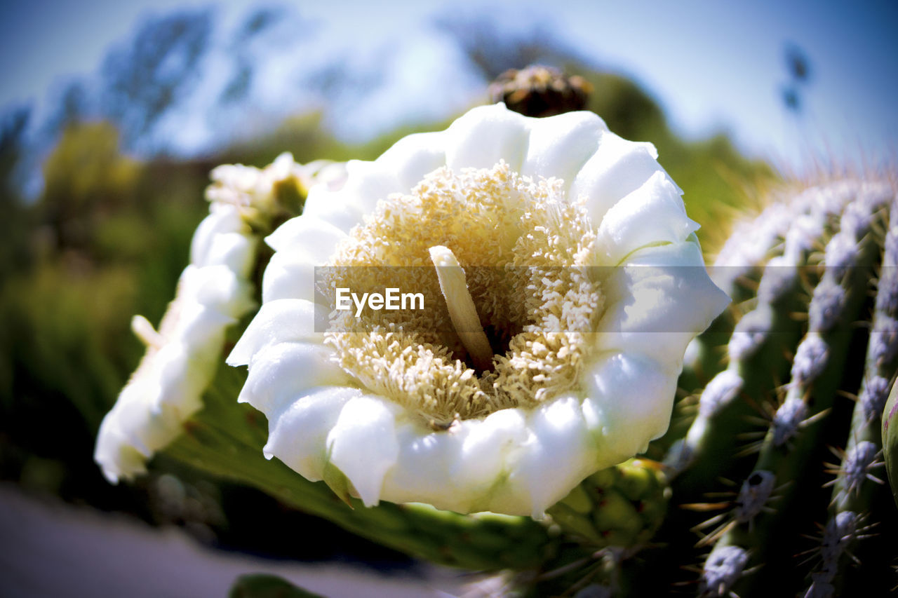 Close-up of fresh white saguaro cactus flower blooming in field