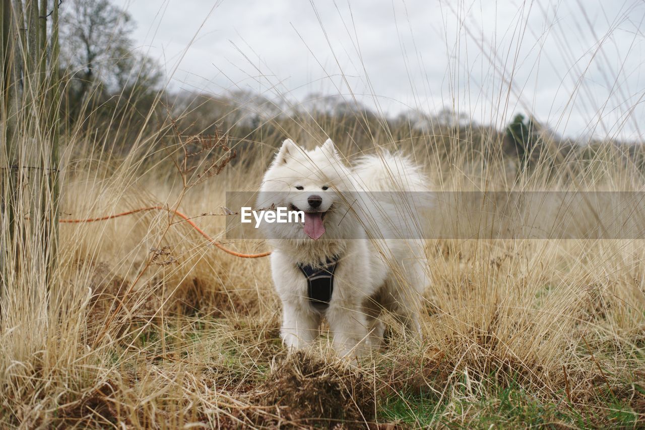 Dog hiding in long grass