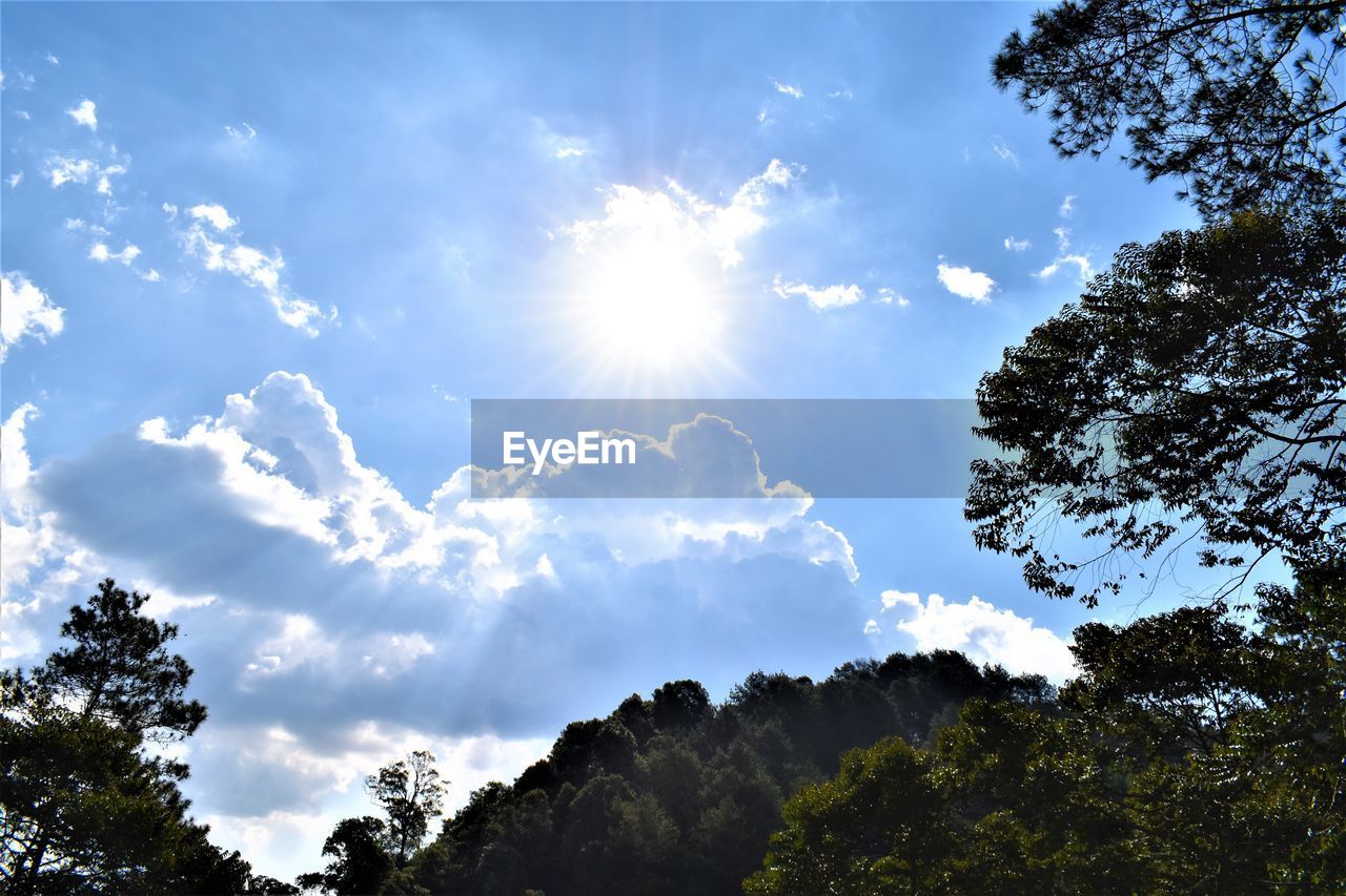 LOW ANGLE VIEW OF SUN STREAMING THROUGH TREES AGAINST SKY
