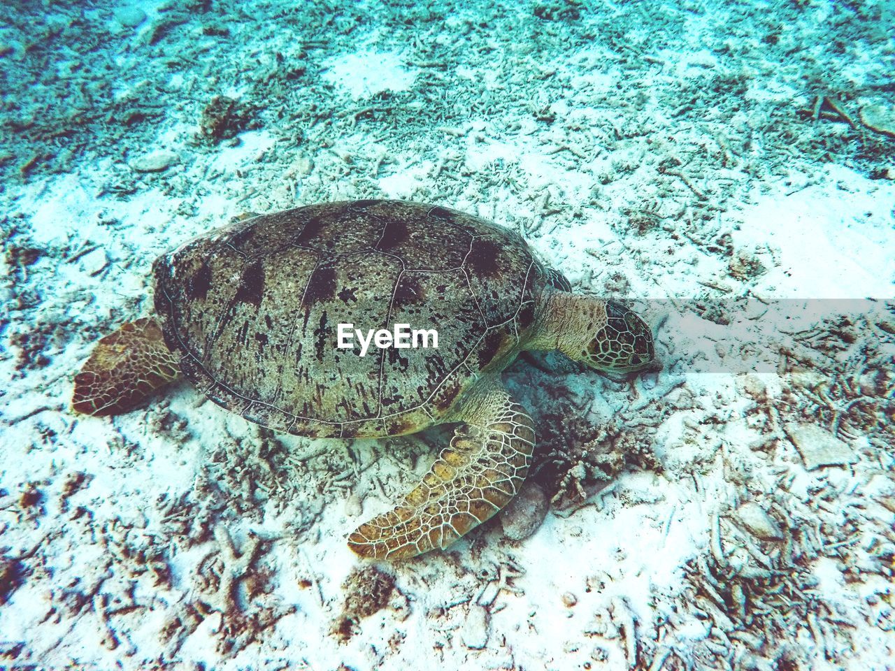Sea turtle in okinawa japan