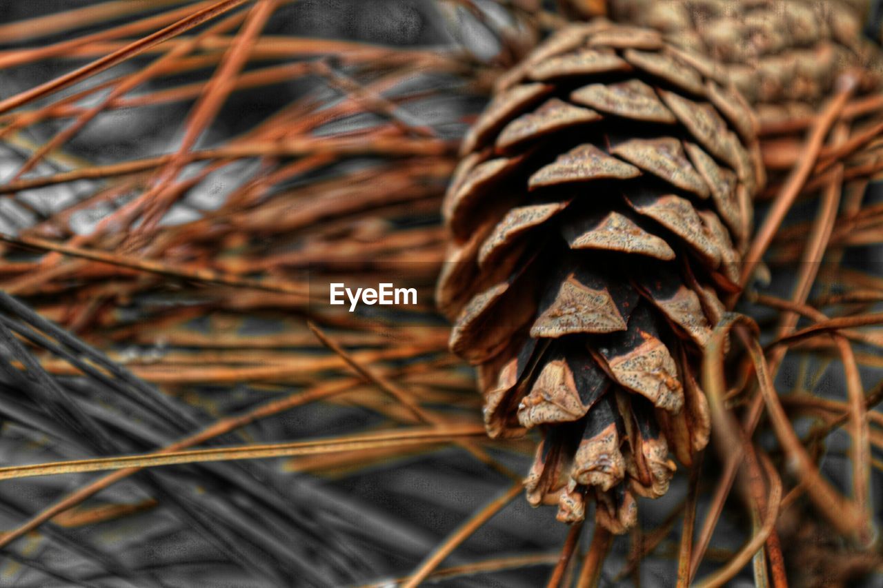 Close-up of pine cone on wood