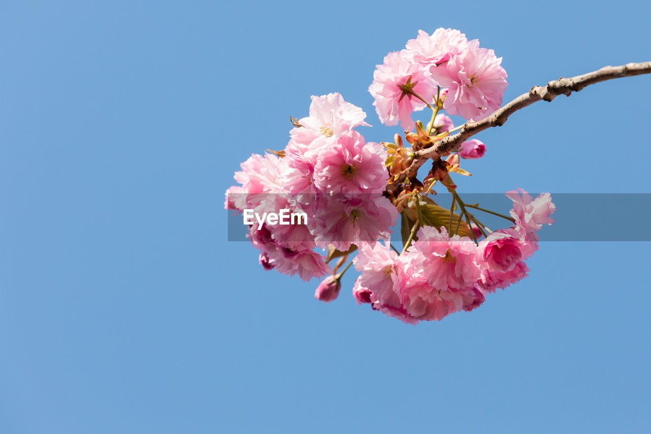 Low angle view of pink cherry blossom against clear sky