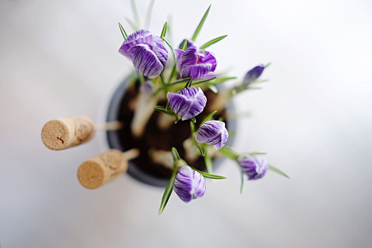 High angle view of purple flowers with corks on table