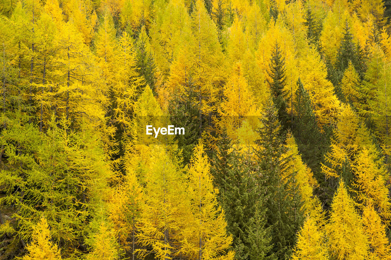 HIGH ANGLE VIEW OF YELLOW TREES IN FOREST