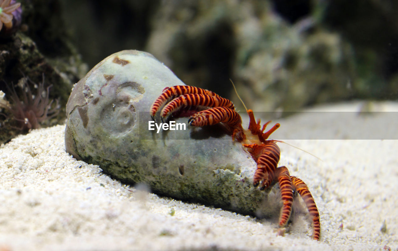 Haloween hermit crab
