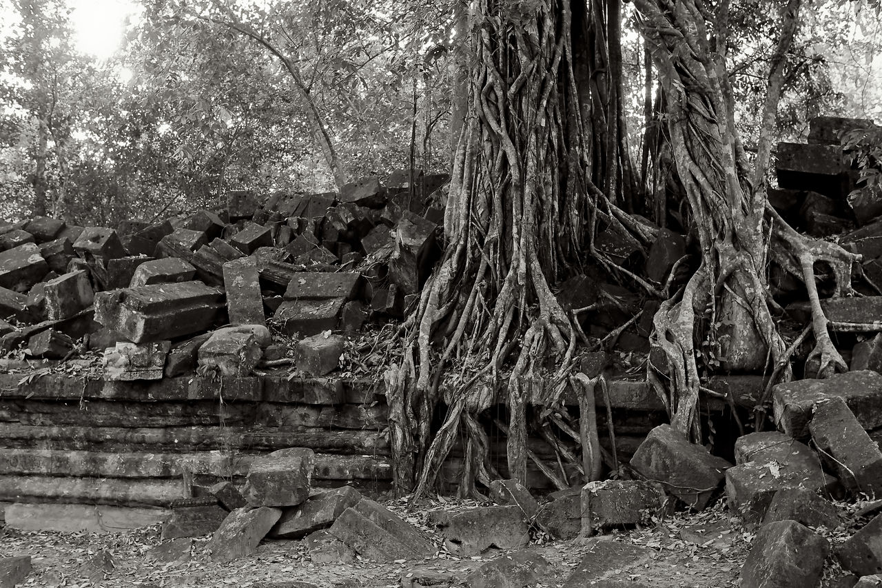 OLD RUIN OF TREE IN FOREST