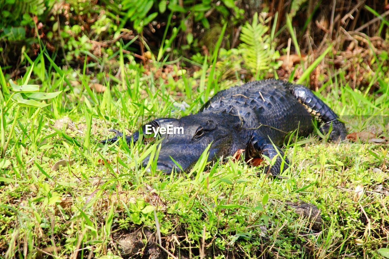 TURTLE ON GROUND