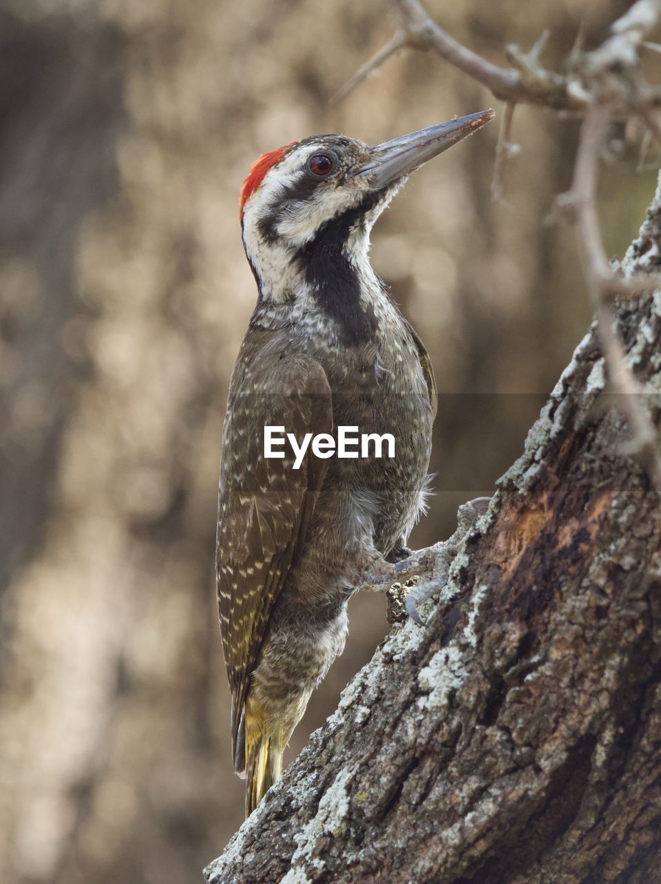 CLOSE-UP OF A BIRD PERCHING ON TREE TRUNK