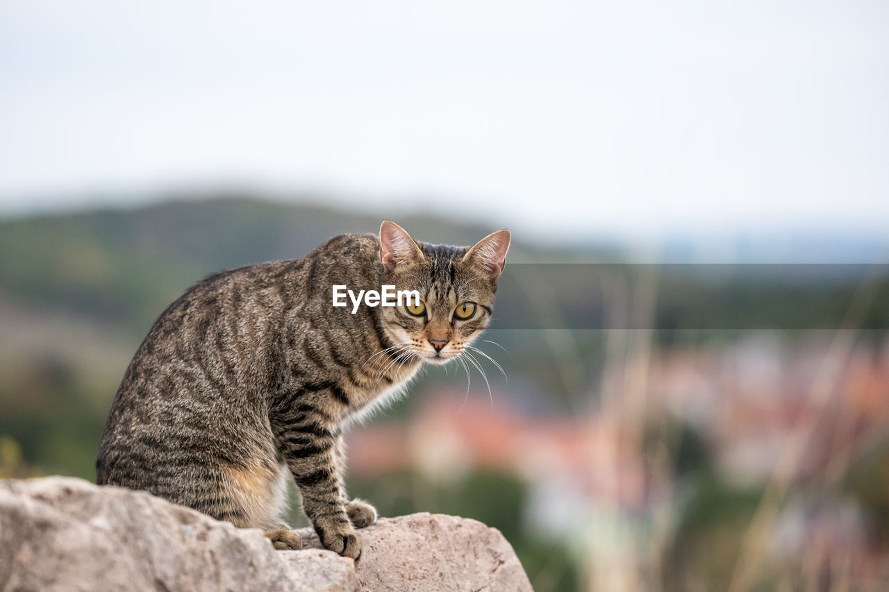close-up of cat sitting on rock against clear sky