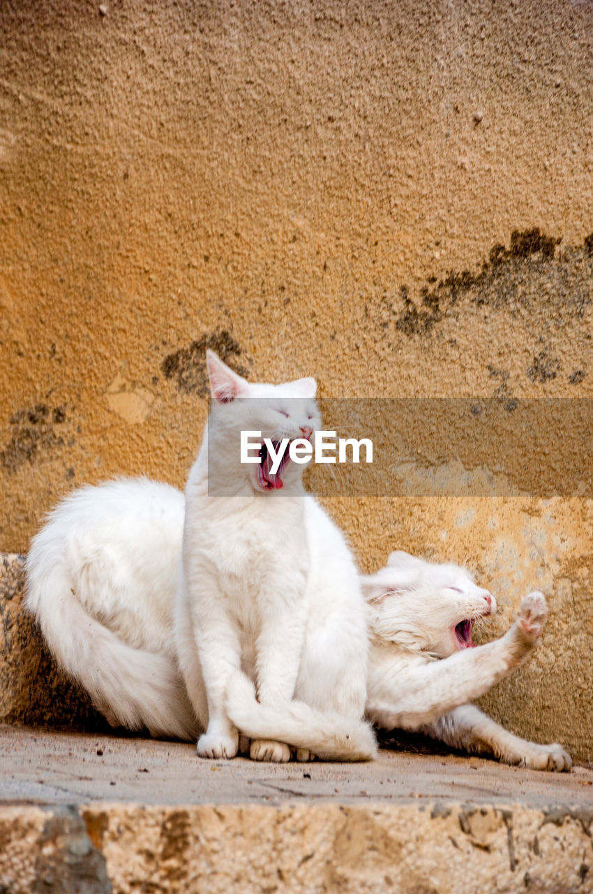 White cats yawning against brown wall