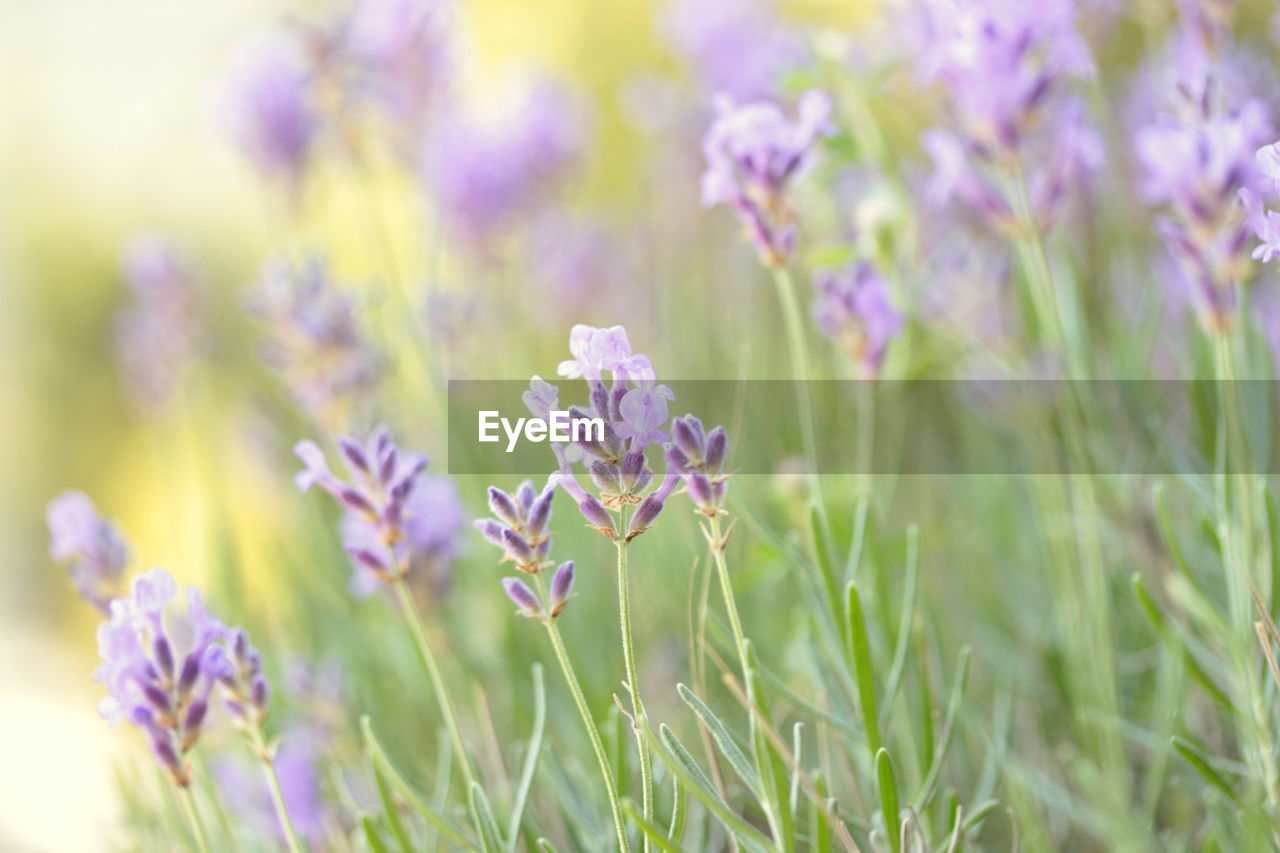 Close-up of purple lavender flowering plants on field