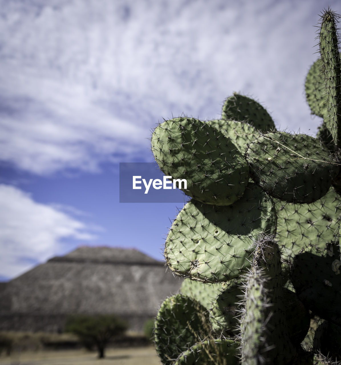 Close-up of cactus against sky